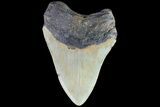 Bargain, Megalodon Tooth - North Carolina #83923-2
